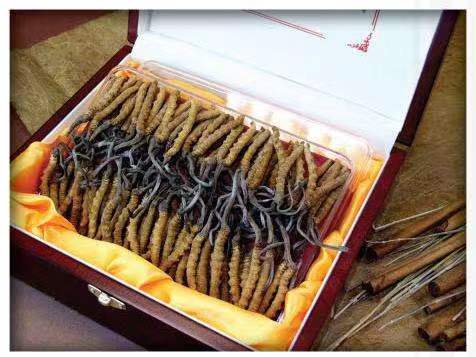 加格达奇冬虫夏草回收